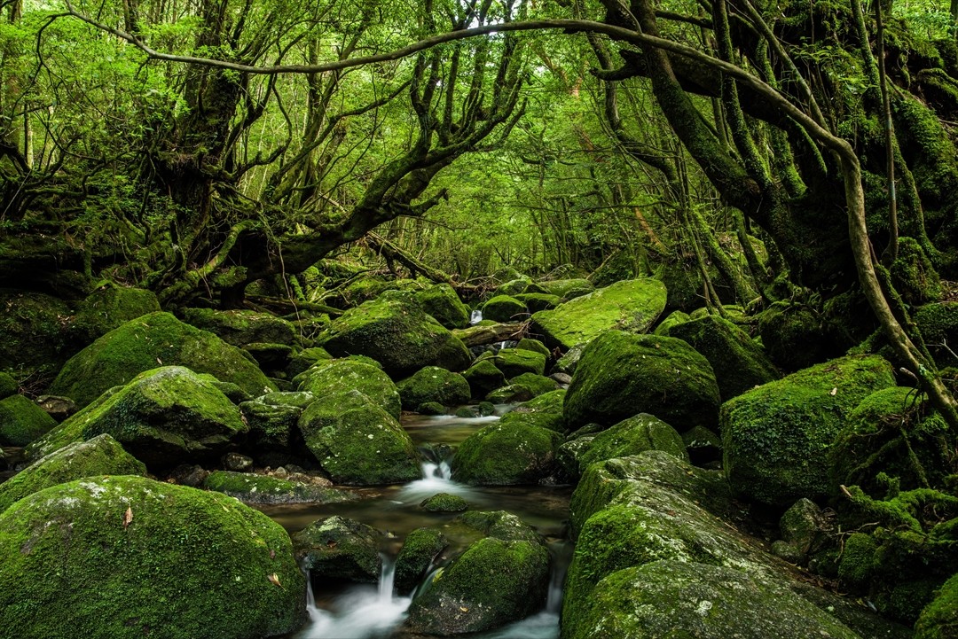 世界自然遺産・屋久島 土地８０坪 - 滋賀県のその他