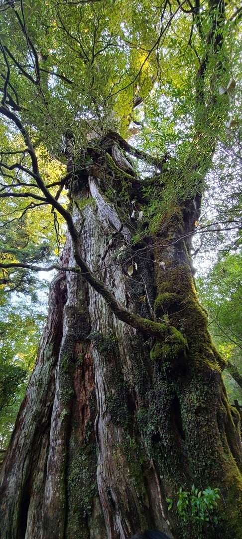 世界自然遺産・屋久島 土地８０坪 - 滋賀県のその他