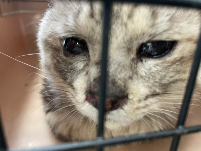 画像・写真 | 「真っ黒な目の猫」には瞳がない？ 猫風邪の放置が原因か