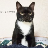 �g�l���x�[���h�̔L���������t�~�t�~�c�������炩��~��ꂽ�J���E�\��̃^�L�V�[�h�L�A�r�t�H�[�A�t�^�[�Ɋ��� 