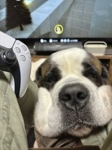 �Q�[���ɖ����Ȏ����傳��̑O�ɁA�Ƃ낯��Z���g�o�[�i�[�h�������c�N���A�̓�Փx���i�i�ɏグ�Ă��܂� 