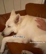 �����傳��́h�g���g���h�Ŗ���ɂ��z���C�g�V�F�p�[�h�A�Â���V�ȃM���b�v���u�c���q�ǂ��̂悤�v 