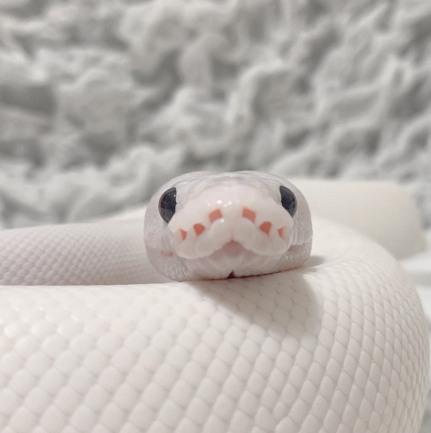 ヘビってこんなに可愛いの？」プリティキュートな白ヘビちゃん 宝くじ