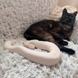 画像・写真 | 「ヘビってこんなに可愛いの？」プリティキュートな白