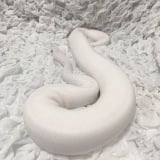 ヘビってこんなに可愛いの？」プリティキュートな白ヘビちゃん 宝くじ