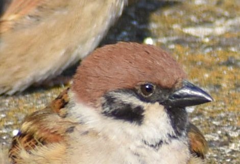 画像・写真 | 「え、溶けてる？」液体化したスズメがまるで小籠包「鳥 