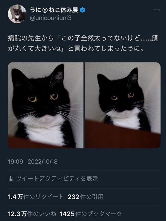 うにちゃん様一枚 画像・写真 | SNSの人気猫97匹出演シールブック発売 インスタ総