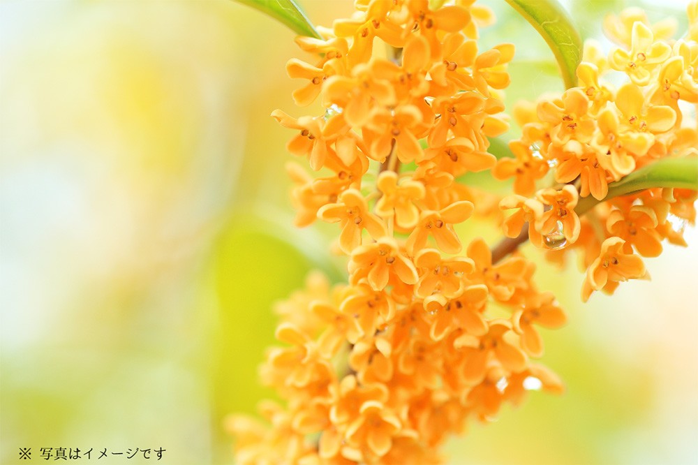 画像・写真 | ホロライブの白上フブキと天鷹酒造【九尾】がコラボ 