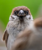 �X�Y�����Ă���Ȋ炾����? �g�o�u�݁h����u�y���M���n�����v�A����񊈁h�E�G�łЂ����Ȑl�C 