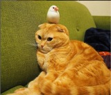 �g�����~�L�h�̖����V���b�g�i�܂����� @tamam_mag�j 