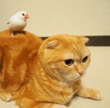 �����̃V���V�������ɃX�R�e�B�b�V���t�H�[���h�̂��Ⴏ�����͉��Ή��H�i�܂����� @tamam_mag�j 