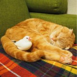 �����̃V���V�������ɃX�R�e�B�b�V���t�H�[���h�̂��Ⴏ�����͉��Ή��H�i�܂����� @tamam_mag�j 