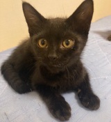 �u�����邱�Ƃ���߂ɂႢ!�v�傯���������L���ً}�ی�A���Ⴆ��悤�Ȑ����r�t�H�[�A�t�^�[�Ɋ��� 