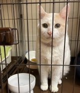 �u���H���\(�L)!?�v�u�����ƈႤw�v�A�M���b�v�����������c�L�����̏Ռ��r�t�H�[�A�t�^�[ 