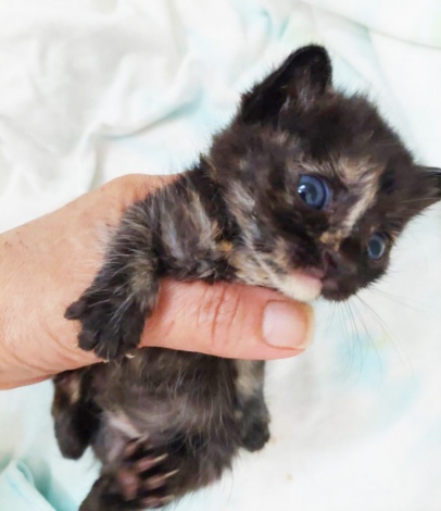 サムネイル パーキングエリアに捨てられた小さすぎる子猫（写真：ねこけんブログより） 