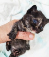 �����̃p�[�L���O�G���A�Ɏ̂ĔL5�C�c�B�ꐶ���c��������������q�L�u�̂Ă�l�́w����łق����Ȃ��x�͂��邢�l���v 