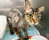 �L�Ȃ̂Ɂu���݂����v�Ƀy�b�^���R? �R���ő����������c����ł��u�l����D���v�ȘV�L�����I�`�F���W 