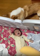 ����������o���R�[�M�[�ɔ��΂���Ԃ����A���ǂ��R���r��600���Đ��u���S�Ƀc�{���Ă�v�u�S�Ă̔�ꂪ���ł������v 