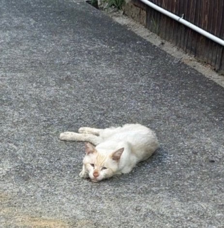サムネイル ひとりぼっちで生きてきた野良猫・岩ちゃん（写真：ねこけんブログより） 
