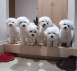 ���t���t�V���c6�C�̃r�V�����t���[�[�̂��o�}���ɖ��u����͑����A������Ȃ�v�u�ʂ�����ݍ������Ă�Ǝv�����v 