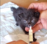 �u�q�L�̑̏d���ǂ�ǂ񌸂�c�v��������A��L���b������߂�Ȃ������A�����������p�ɏ܎^�u�p�p�̈��v 