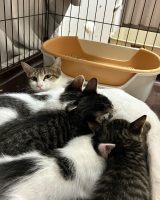 みいちゃんと4匹の子猫たち（＠rilu_nite） 