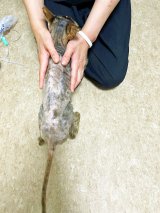 �u���݂����ɑ������L�v���t���b�t���Ɍ��I�`�F���W�A��ɕ������O�Ɂc�R���Ɏc�����L���~�� 