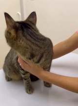 �q�b�c�搶�����A���˂�|����L�����킢�����u�r�r�����̂���{�v�u��������10�񃊃s�[�g�����v 