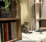 �����A�����c�܂������l��ꂵ�Ȃ��ی�L���u���Ƀf����!�v�A������Ɋח������q�L�Ɉꓯ�� 