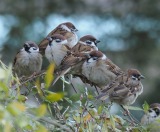 ����́c�����ߍ�46��? �܂�ŃA�C�h���O���[�v�̂悤�ȃX�Y���̑�Q�ɑ��� 