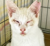 風邪の後遺症で目が開かなくなっていた猫（写真：ねこけんブログより） 