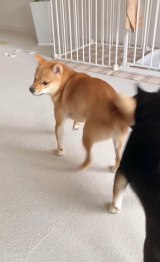 �u���o������D��!�v�������݂��閅�E�ԎẮg���̂��K�A�^�b�N�h��320���Đ� �o�E���Ắu�����C�����Ƃ��Ă�v 