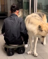 �u���A�����̂̂��P�v�������Ɛ肵�����c�g�T���h�̊Â���V�Ȏp��440����Đ��u���L���`�����v�u�����܂��Ă����v 