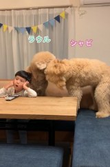 �����������ėV�ԃX�^���_�[�h�v�[�h���ɉ�ւ�����5�Ύ��̎p��700����Đ��u���͂�U����������Ȃ��΁v 