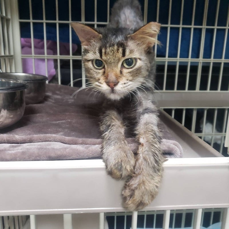 ねこりーさん ねことも 2024年8月号 (発売日2024年06月14日) | 雑誌/電子書籍/定期