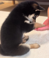 �u����v�K����Ɂg�����Ƃ��h���o�������Ďq���ƁA���L���`�Ă��̍\���Ă����Ɉ���Ă��܂����Č��c�܂�Ől�Ԃ̂悤�Ȏd���Ń��������� 