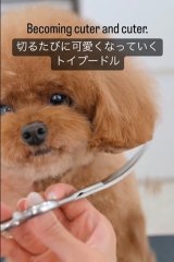 �{�T�{�T���猃�ρA�؂邽�тɉ����Ȃ�g�C�v�[��2462���Đ��u�Ōオ�������̉���!�v�u�����Ɓ`(�D��)�v 