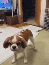 �X�}�z�������鎔����Ƀ����`��؂錢�u�o�b�h�t�F�C�X�ɂ��������Ȃ��c�v �g�{�h�̕\���������{���̗��R 