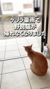 �J�h��ɗ�����ǔL�A�x�������]? �����̂��̌�Ƀr�b�N�� 11�C�̕ی�L�ƕ�炷������̑z�� 