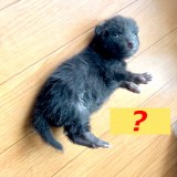 ����͔L? ��? ����Ƃ��c�쐶������������ی삷��Ƌt�Ɋ댯�A���ӊ��N�Ɂu����͌�������̖����v 