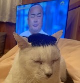 �א삽�������̔L�A����2�C����? ���ɊC�ۂ��Z��c�ł��ӊO�Ȏ������u�������ŕی�L������m���Ă��炦���v 