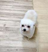 ���Ɂu�V�g�̉H�v��? ����g�C�v�[�ɏ����������ꂽ�@�\�ɑ唽���u�����̃R�ɂ��`�����āv 