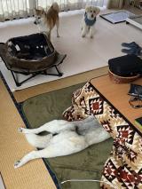 �u�V�x���A�ɂ͋A��Ȃ��n�X�L�[�v��122���l���Ռ��A�g�R�^�c�X�L�[�h�ɐ�y�����h������ 