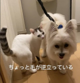 �g���~���O����A�҂����h��D���ȌZ���h�ɁA�т��t���قǌx�������L�u���̌��m���Ă邯�ǁA�Ȃ񂩈Ⴄ�c�v 