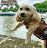 �v�͂Ȃ��g�s�҂��ꂽ7�΂̌��h��ی삵��? ���̗��R�ɍȂ͍��꒼���A491���l�������u���̍����������瓺�������v 