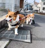 �����s���R�ɂȂ����Z�R�[�M�[�����������R�[�M�[�́g�Ƒ����h�A2�C�����������U���Ɂu�D�������E�v�u�������Ă�v 