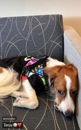 �f�R�s���i�������E�u���b�g���̃C���X�^�O�������j 