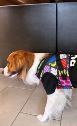 �f�R�s���i�������E�u���b�g���̃C���X�^�O�������j 