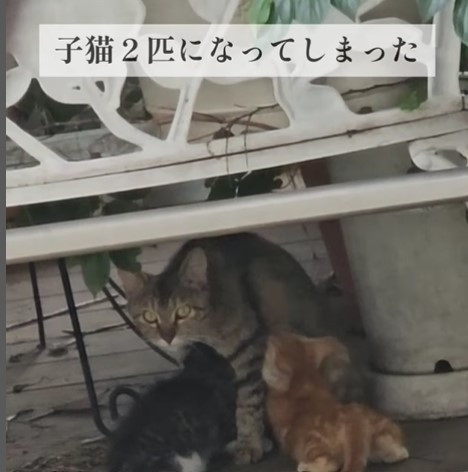 野良猫 猫への餌やりはすべて迷惑行為？ 野良猫親子めぐるプチ炎上に疑問