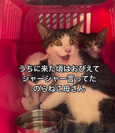 過呼吸持ちの母猫、怯えて「シャー！」と猫パンチで攻撃…過酷な“保護猫”動画が108万回再生の反響 | ORICON NEWS